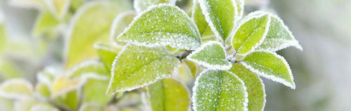 Monitor and Control Greenhouse Temperature