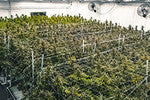 Cannabis Growing Facilities