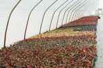 Greenhouse